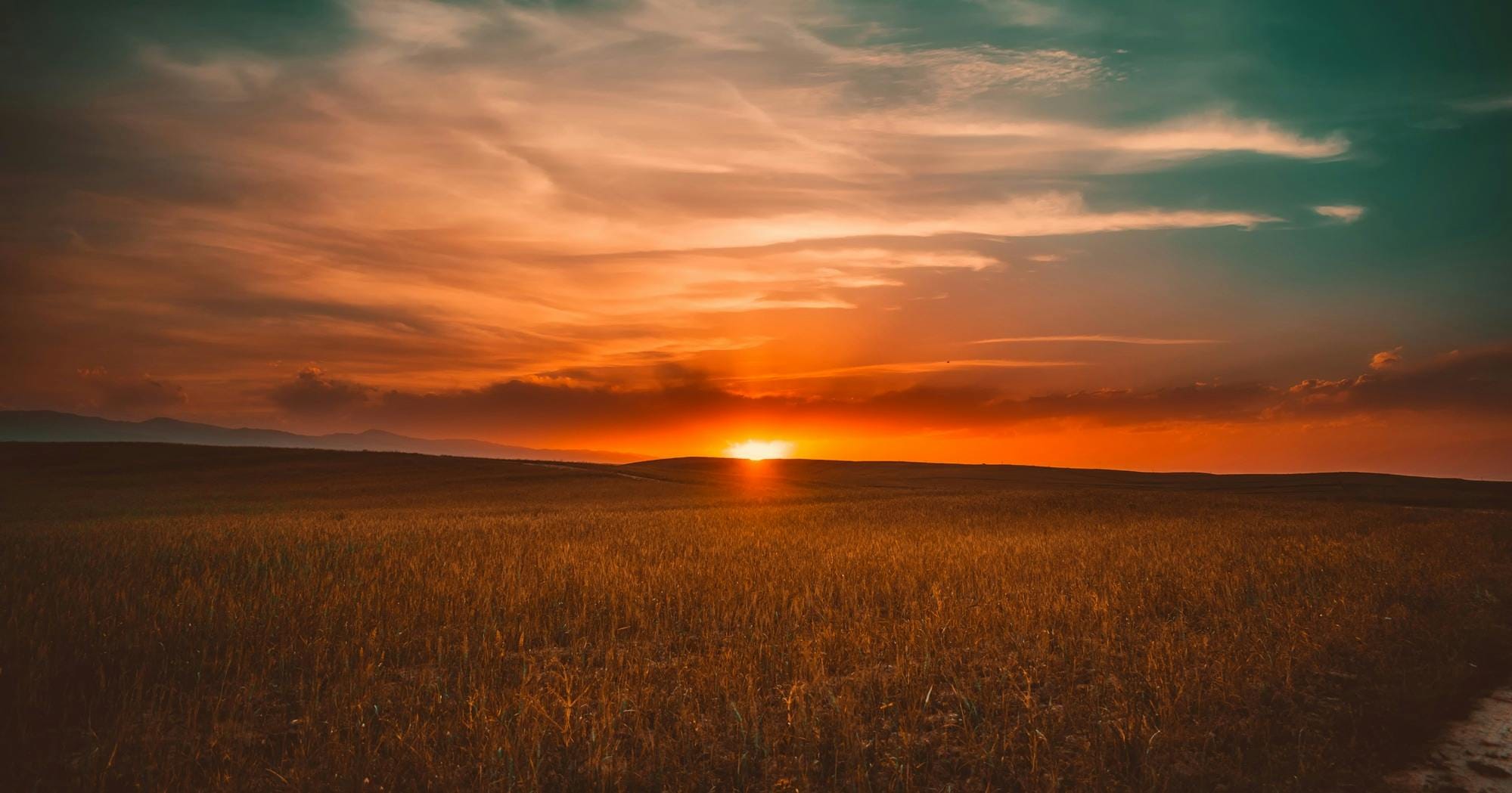 Photo of a wheat field with the sun setting over hills in distance